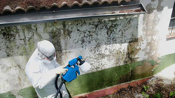 Top rated local Mold Removal specialists in Saint Augustine, FL